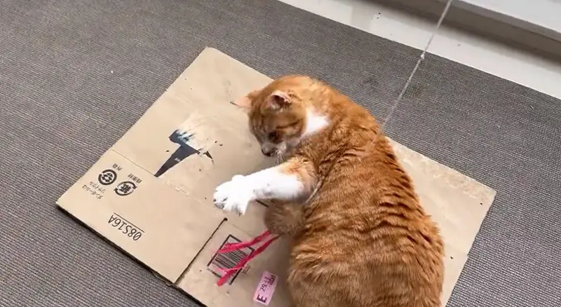よくベランダで猫じゃらしを追いかけて遊んでいる