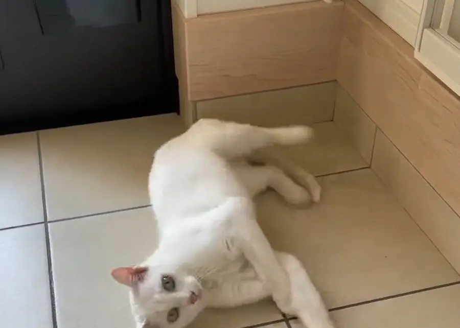 ひとしきりマーキングぐるとその場を立ち去ったおたまさん