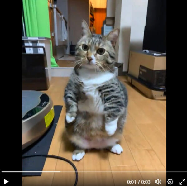 中腰で二足立ちするマンチカン