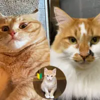 猫社員