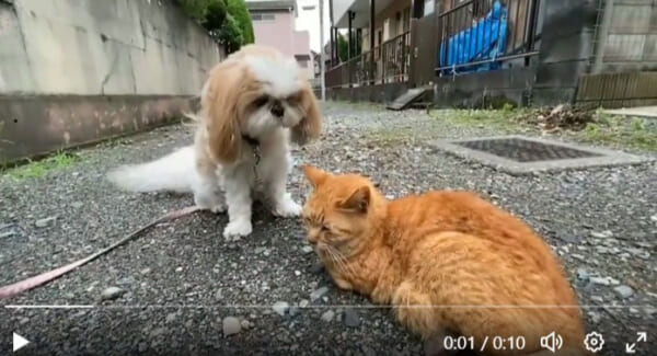 気付いてもらいたい犬vs微動だにしない地域猫