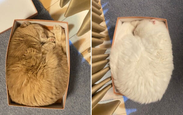 サイズオーバーでも気にしニャい！靴の空き箱からはみ出てる猫