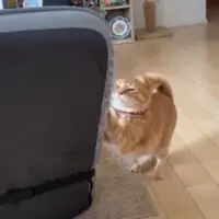 爪とぎするボブくん