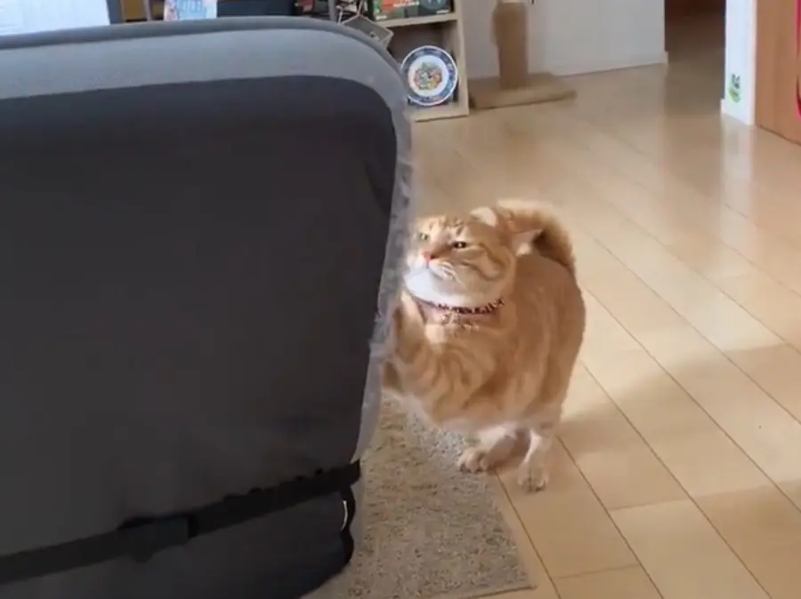 爪とぎするボブくん