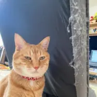 トホホ……買ったばかりの座椅子が愛猫の爪とぎ場に