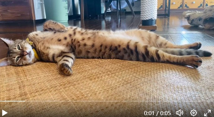 暑すぎて野生を忘れた猫が「オッサンの昼寝」状態　美脚が自慢ニャのに……