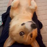 画像提供：コーギー 大吉さん（@corgi_daikichi）