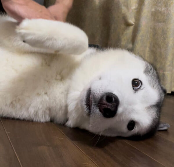ハスキー犬の虚無顔がかわいい