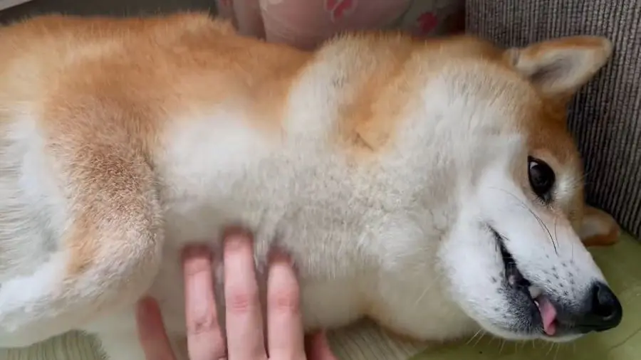 飼い主さんもメロメロ