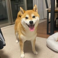 カメラに向かって満面の笑みを浮かべる柴犬さん　その理由が面白すぎた