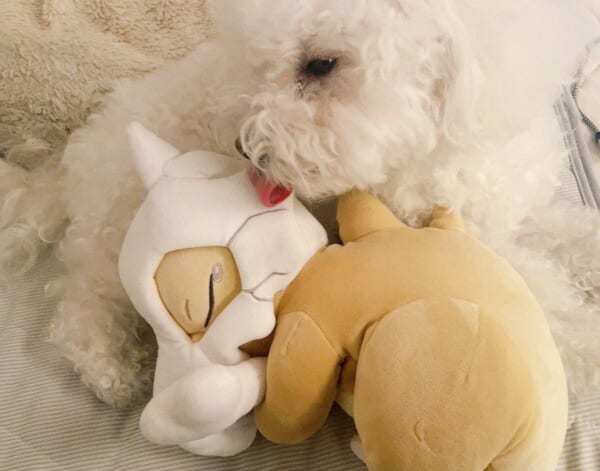 涙を浮かべるポケモンのぬいぐるみに寄り添うワンコが尊すぎる