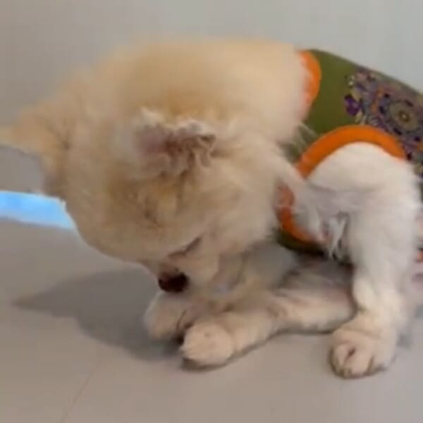 ウトウト……今にも寝落ちしそうなおばあちゃん犬の姿がかわいすぎた