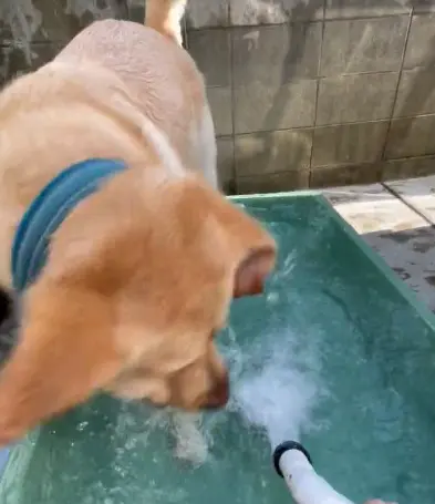 水に浸かりたくない犬