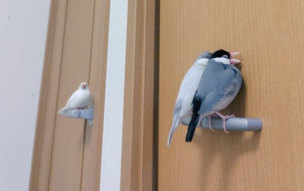 ピヨピヨセキュリティ？ドアノブにみっちりな文鳥にニッコリ
