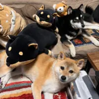 「どれが本物？」ソファに柴犬がいっぱい！