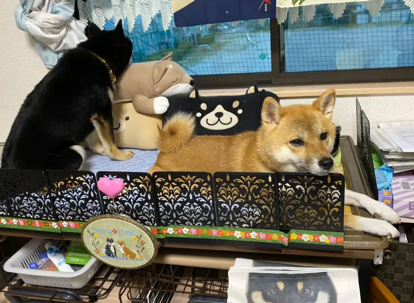 外を見る際にはあごを乗せる枕として使用