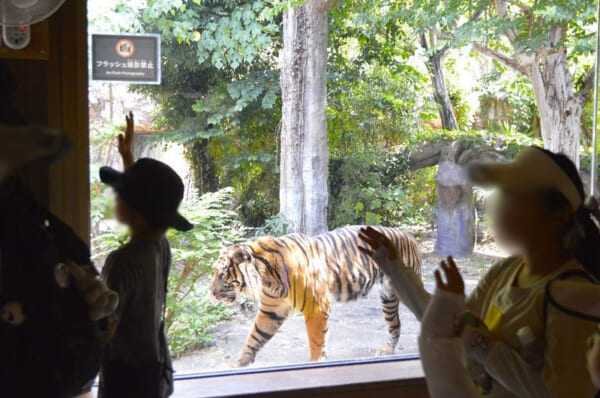 上野動物園のトラ舎に移動