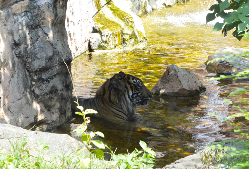 池で涼むトラ