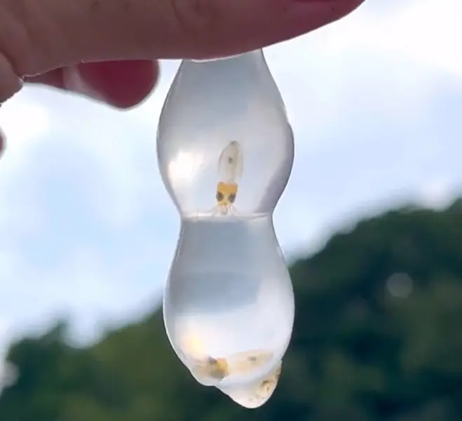 イカの赤ちゃんが産まれる瞬間の撮影に成功！卵の中からピュッ！