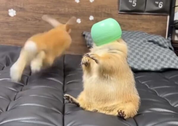 突然！メロンマン！　プレーリードッグとうさぎのやり取りがまるでコント