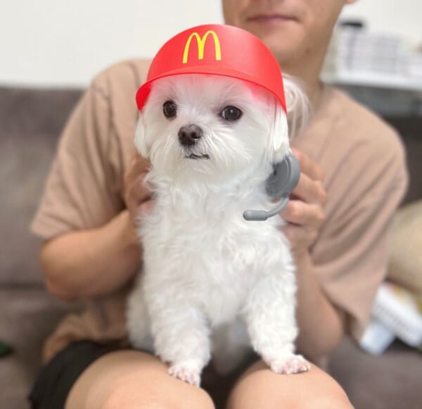 マクドナルドのクルーになりきるワンコ　ニヒルなドヤ顔を披露