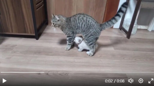 赤ちゃん猫を守る父猫の姿が尊すぎる