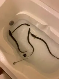 浴室に4匹のウナギ