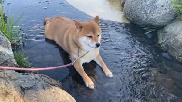 暑さは苦手をも超越する……水嫌いのワンちゃんが涼を取る姿に飼い主びっくり