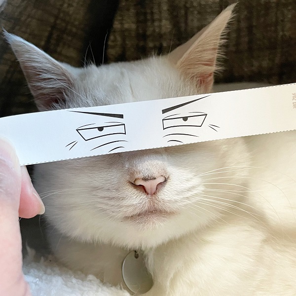 猫モンタージュ写真に爆笑　「似合うかニャ？」