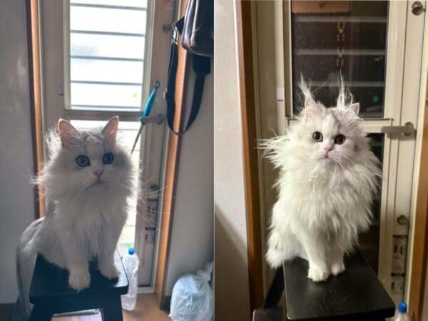 長毛猫さんの毛づくろい後の姿に衝撃　どうしてこうなった