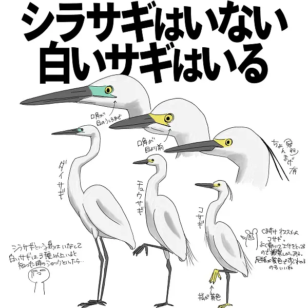 シラサギ」という名前の鳥はいない 自然ガイドが教えるトリビアに ...