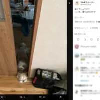 「番犬でしょうか？いいえ、寝てるだけです」