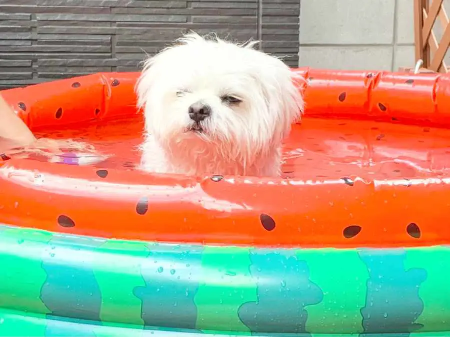 あまり乗り気でなさそうなわむうくん