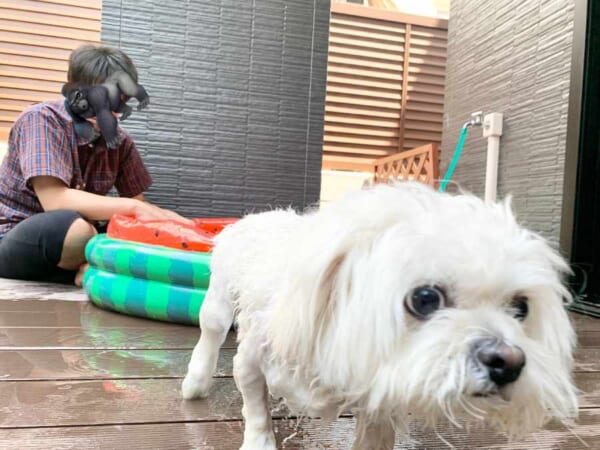 プールなんか二度と入らん……悲壮感あふれる表情に抱腹絶倒