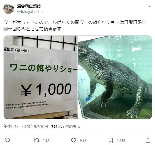 深谷爬虫類館のワニの餌やりショーが週一開催に 理由は「ワニが太ってきた為」 | おたくま経済新聞