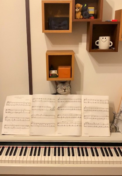 楽譜の裏からひょっこりにゃん　ピアノ練習中に現れる猫さんに癒やされる