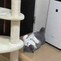 頻繁にアザラシになっているよう