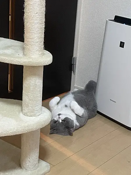 頻繁にアザラシになっているよう
