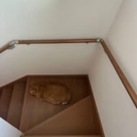 階段の床と茶トラ猫の柄が完全一致　気付かず踏んづけてしまいそう