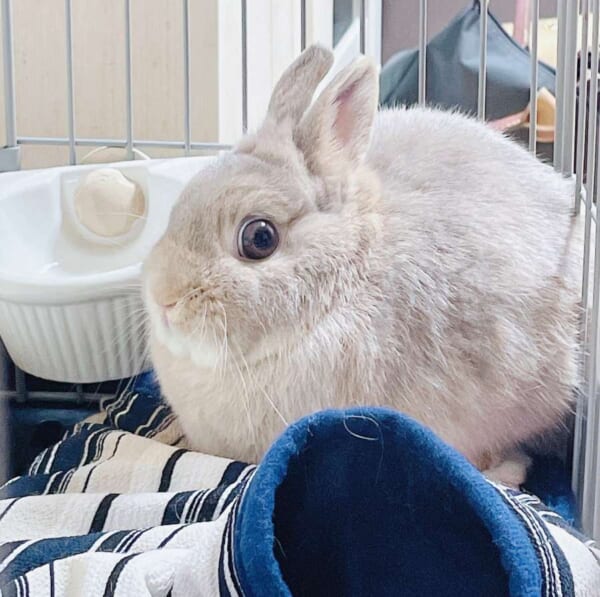 爪切り後のうさぎさんの目がギョロリ　「よくもやったな～」