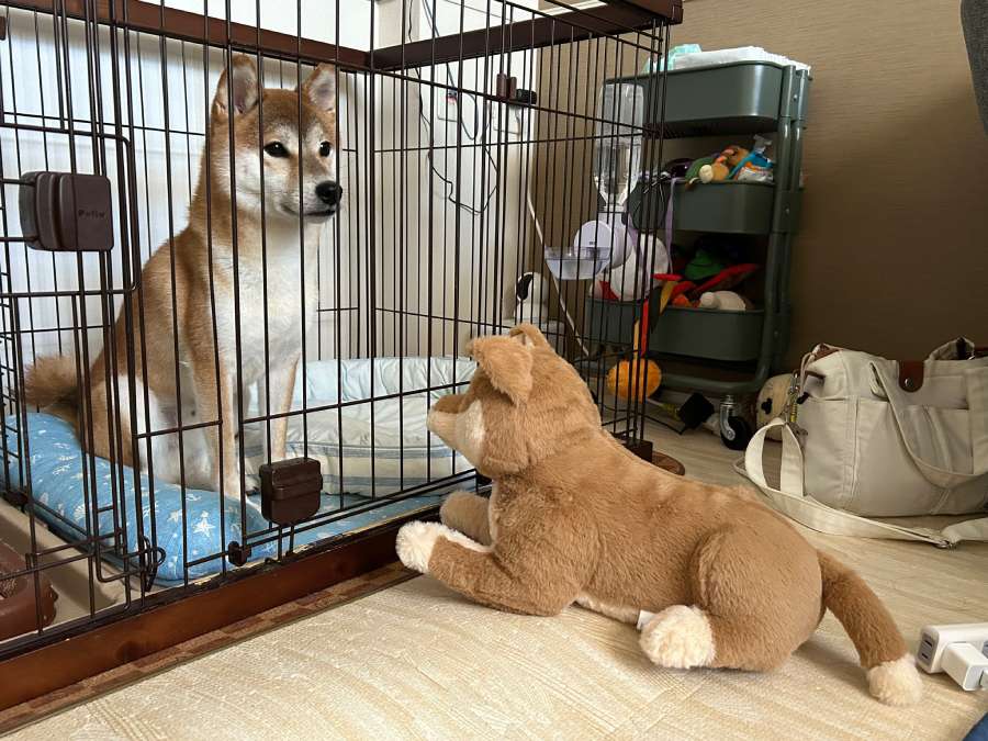 犬見知りが激しい柴犬さん　犬のぬいぐるみとも目を合わせず