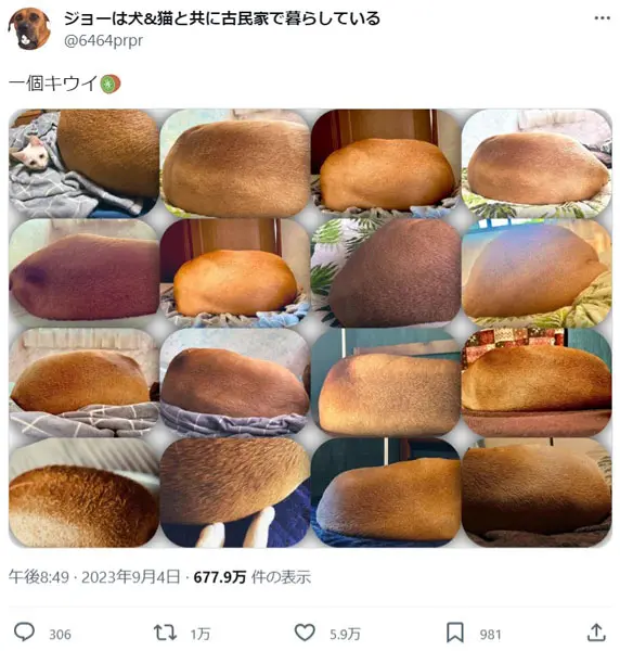 1個キウイ