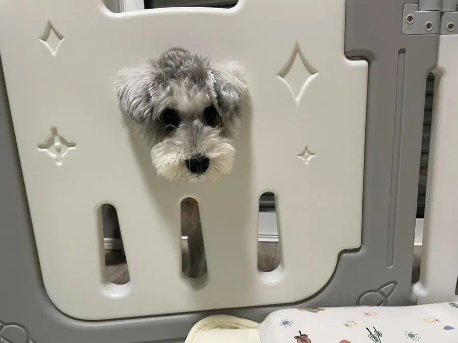 窓からのぞくこんぶくん