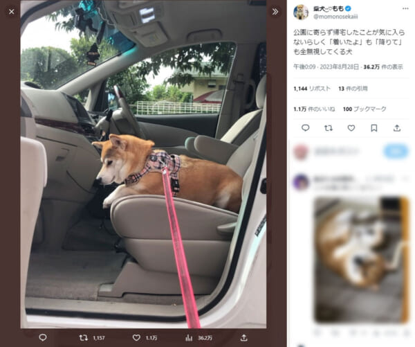 「着いたよ」も「降りて」も全無視してくる犬