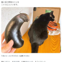 黒猫そっくりの「ニャスビ」
