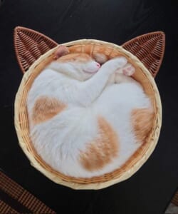 「こんがり焼けましたニャ」　カゴの中で眠る猫ちゃんの姿がまるで焼きタルト