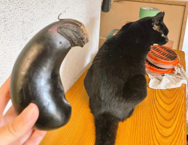 画像提供：高瀬花園さん