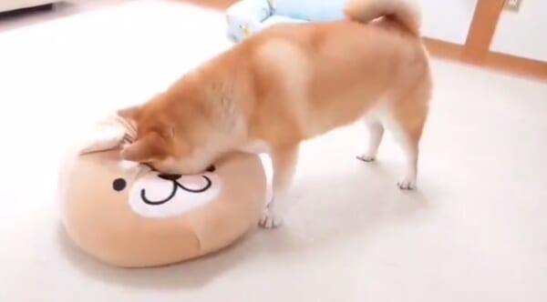 画像提供：柴犬チャーミーさん（@shiba_charmy）