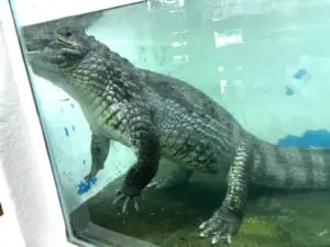 深谷爬虫類館のワニの餌やりショーが週一開催に　理由は「ワニが太ってきた為」