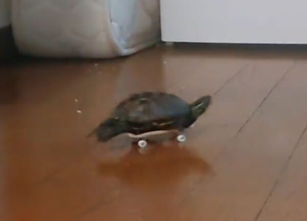 スケボーを華麗に乗りこなすクサガメ　あまりの素早さに飼い主も大爆笑